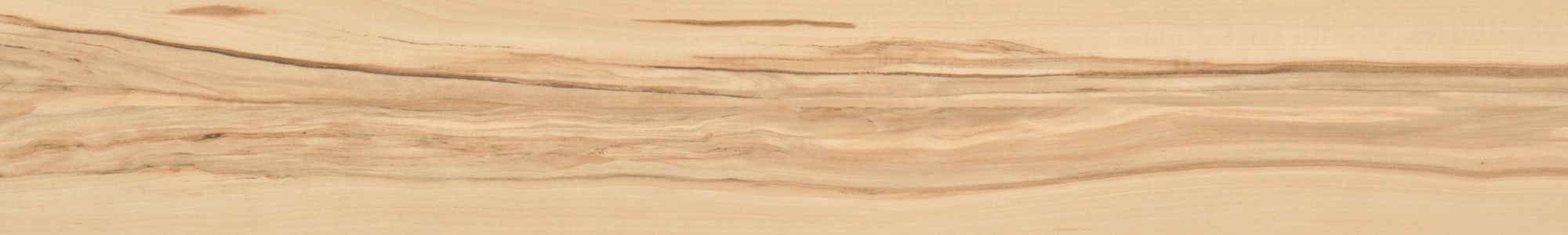 Poplar